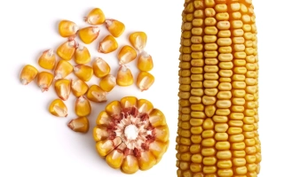 ЗОЛОТОЙ ПОЧАТОК 131 МВ