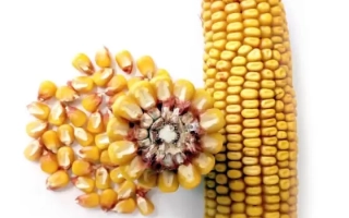 ЗОЛОТОЙ ПОЧАТОК 153 МВ