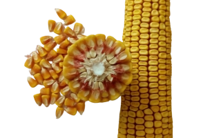 ЗОЛОТОЙ ПОЧАТОК 165 МВ