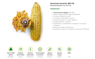 Колос кукурузы ЗОЛОТОЙ ПОЧАТОК 180 СВ с цветком и листом