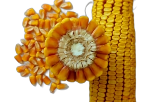 Золотой початок 190 СВ — кукуруза в виде декоративного образца с цветком