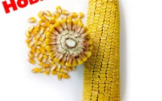 Кукуруза ЗОЛОТОЙ ПОЧАТОК 200 СВ на белом фоне с надписью Новинка!