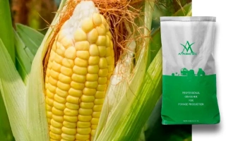 Corn cob and packaging with logo - ZPK 360