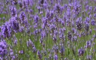 ВОЗНЕСЕНСКАЯ 34