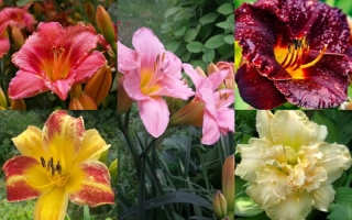 Берегиня Саду