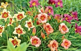 Бумажная Луна