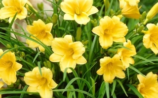 Дивочи мрии