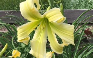 Дотик ангела