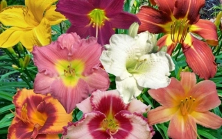 Крымский Бархат