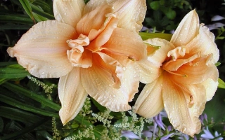 Квитка Мольфара