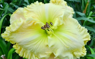 Персидський Самоцвит