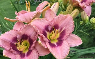 Сиреневая Дымка