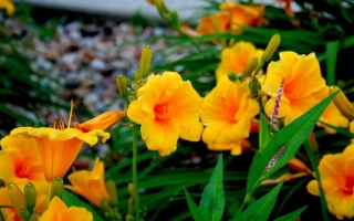 Улыбка Солнца