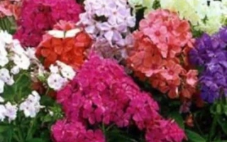 Веселий Гном