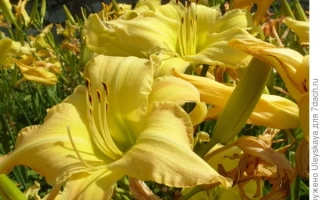 Звёздная Мелодия