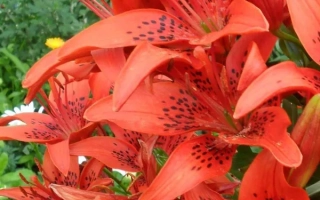 Алтайская Красная