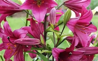 Пурпл Принц