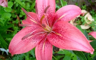 Розовый Туман