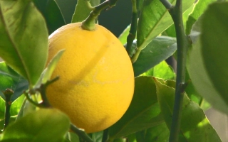 Желтый лимон на ветке с зелеными листьями - Мейер