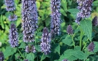 Кунцевский Семко