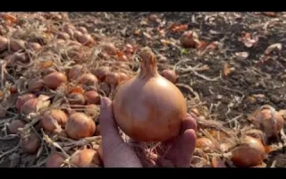 Рука держит луковицу сорта АМ 30 на фоне грядки с луком