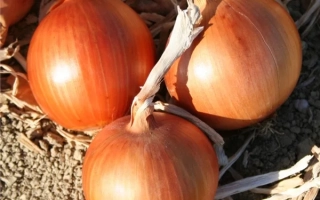 АМБРА F1 (CRX 2344)