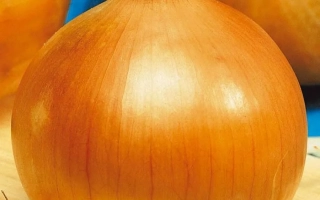 Свежий лук сорта Апогей на деревянной поверхности