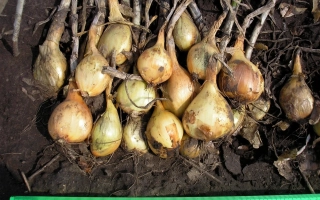 Луковицы лука ЯШМА на земле с зелёной линейкой для масштаба