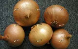 Группа целых луковиц лука сорта Августа на тёмном фоне