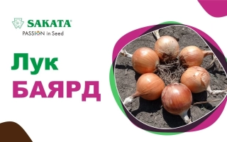 Семена лука сорта БаярД в упаковке с изображением головок