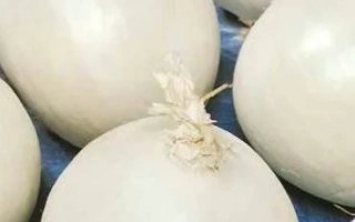 Белые луковицы сорта Блондин на красной сетке