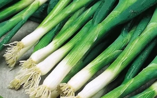 Свежий зеленый лук на светлом фоне - Боярин