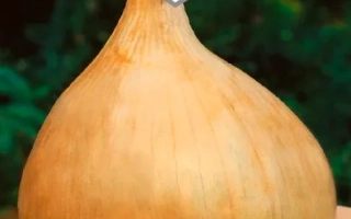 Семена лука сорта Богатырская сила на упаковке