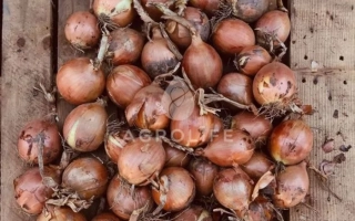 Свежий лук сорта БОРНЕО на деревянной поверхности