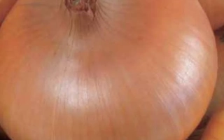 Свежий лук сорта Бородковский на фоне других головок