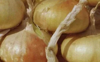 Свежие луковицы сорта Братский