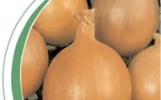 Лук сорта Бургос F1 на подложке