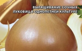 Пакет семян лука репчатого сорта Бычок