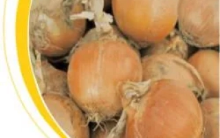 Фотография лука без названия продукта - Дакапо F1