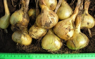 Свежий лук на зеленой линейке - Дебют