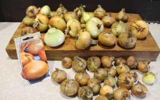 Свежий лук на деревянной доске с пакетом семян Дедуля