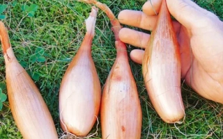 Свежий лук на траве, держится в руке - Деликатес