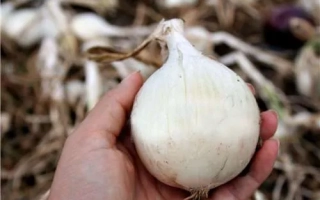 Рука держит крупный белый лук на фоне других овощей - Диамант