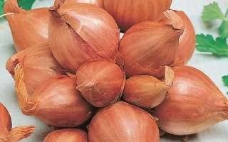 Дружная Компания