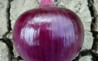 Красная луковица на фоне сухой земли - ЕХ 07714593