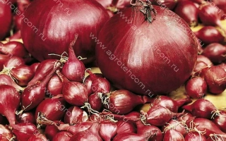 Красный лук на деревянной поверхности - ЭЛЕКТРИК