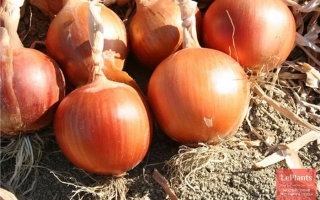 Свежие луковицы сорта ЭЛЛАН на земле