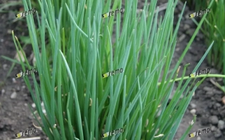 Росток лука на грядке - ЭРЕКТА