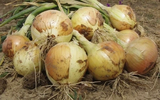 Свежий лук на земле без упаковки или маркировки - Ерли Стар