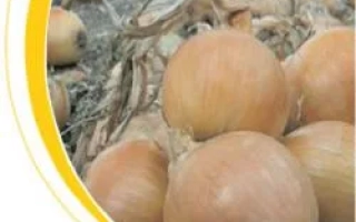 Свежие луковицы сорта Франциско на земле